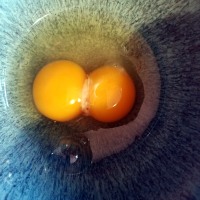 Double Yolks? Pregnancy in your 60's?